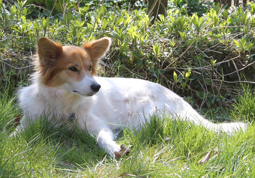 Behandlung von kranken Hunden